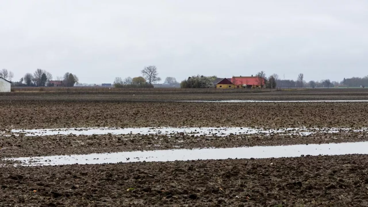 Oversvømmede marker presser landmænd: »Det bli'r bare ved med at regne«