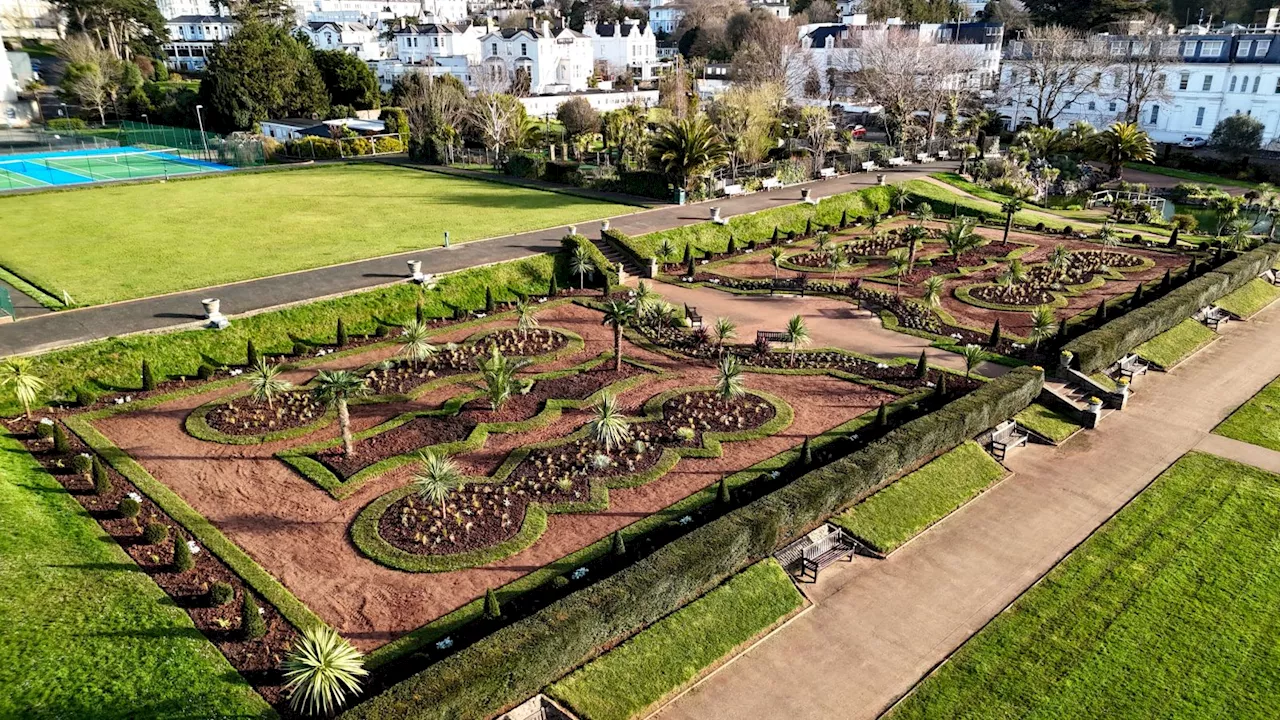 'Car crash' failures around felling of historic palm trees in Devon, report finds