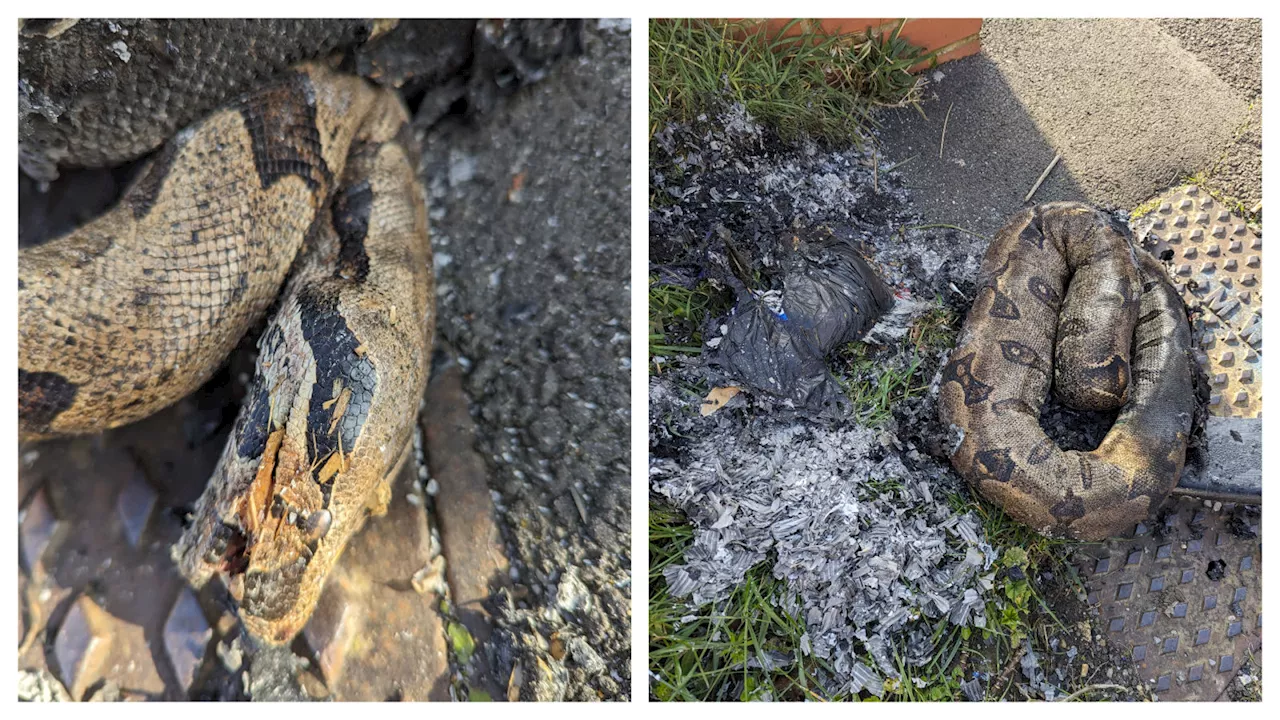 'Partially burnt' 5ft-long boa constrictor found dead on Aldershot street in 'grim discovery'