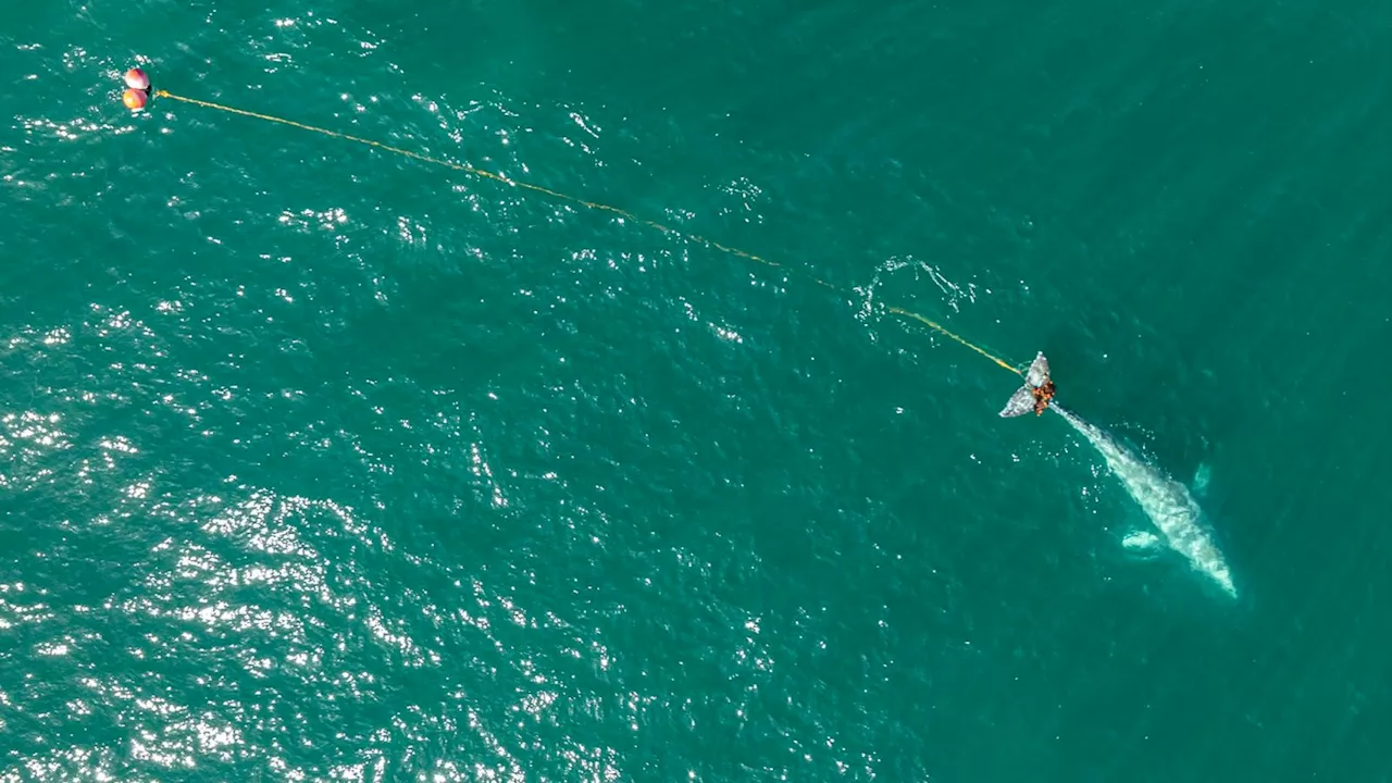 Rescuers search for gray whale caught in massive net off California coast