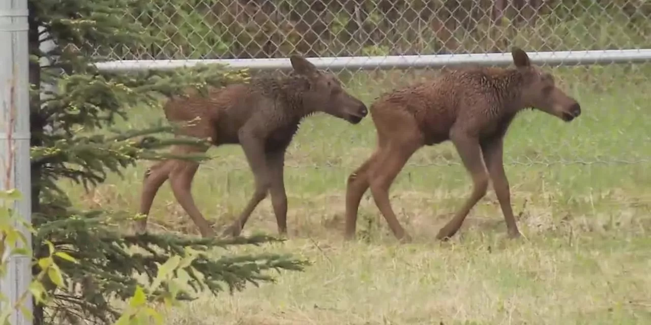 It is baby wildlife season in Alaska