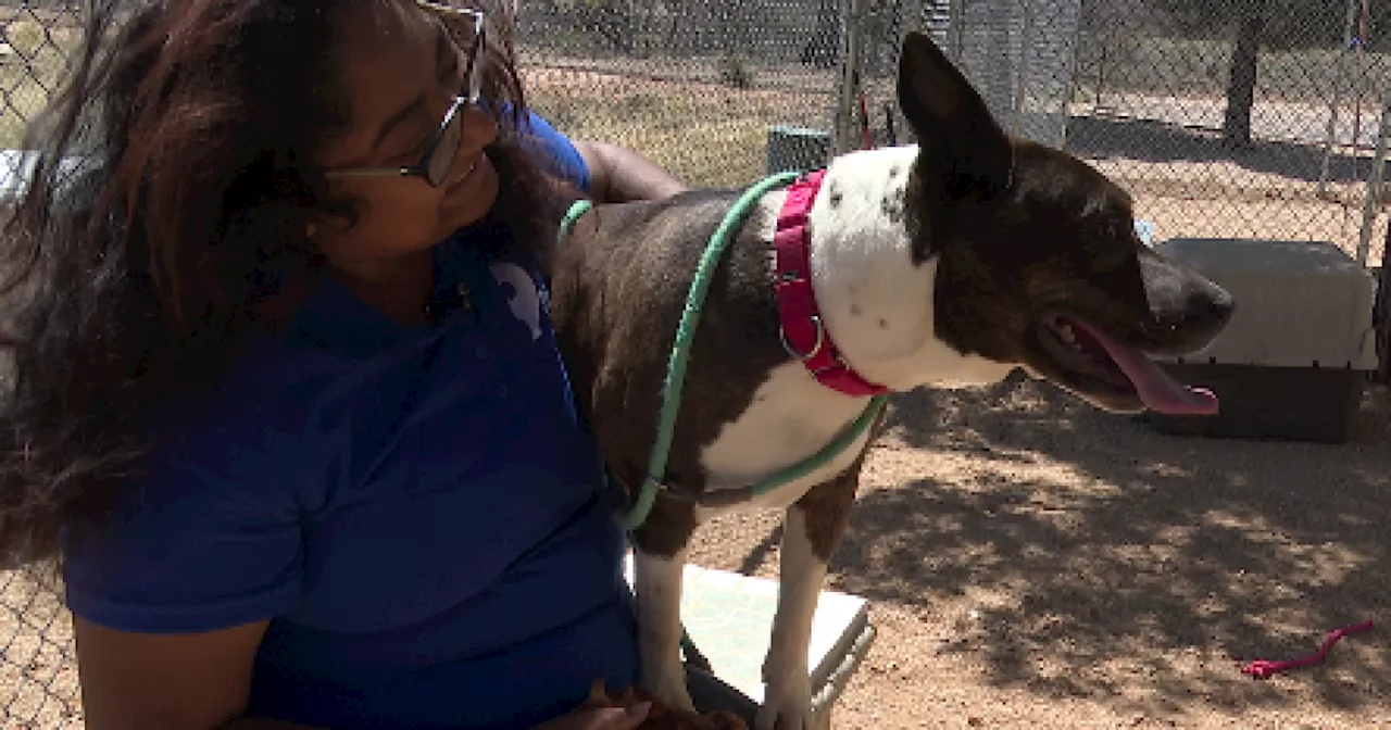 Who's the best shelter dog? Friends of the Sierra Vista Animal Shelter hosts pet parade for shelter dogs