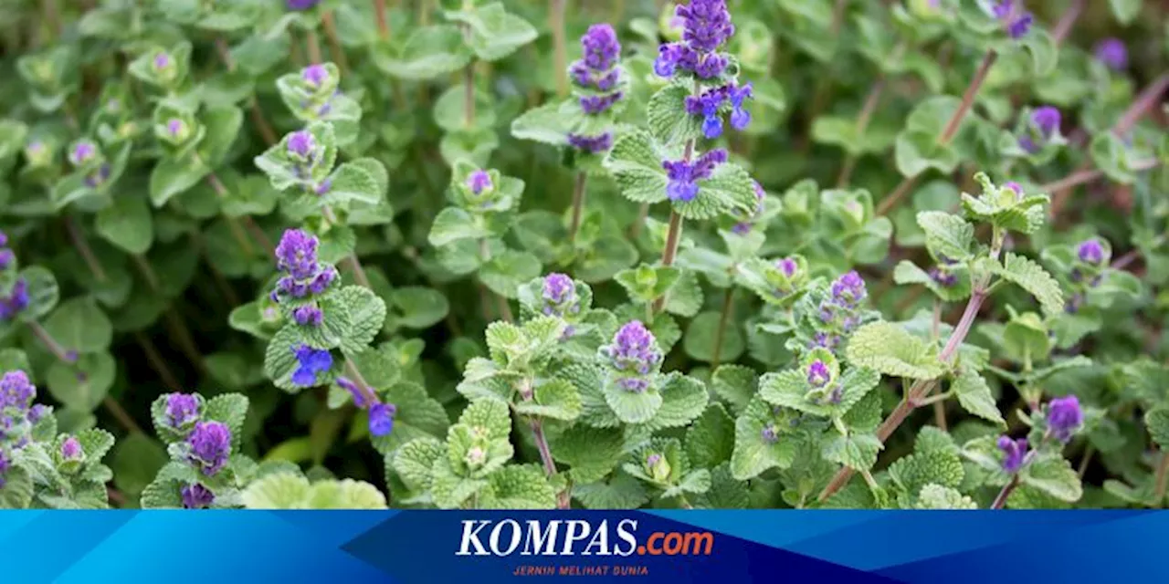 Tanaman Aroma Lavender, Kemangi, dan Peppermint untuk Mengusir Serangga