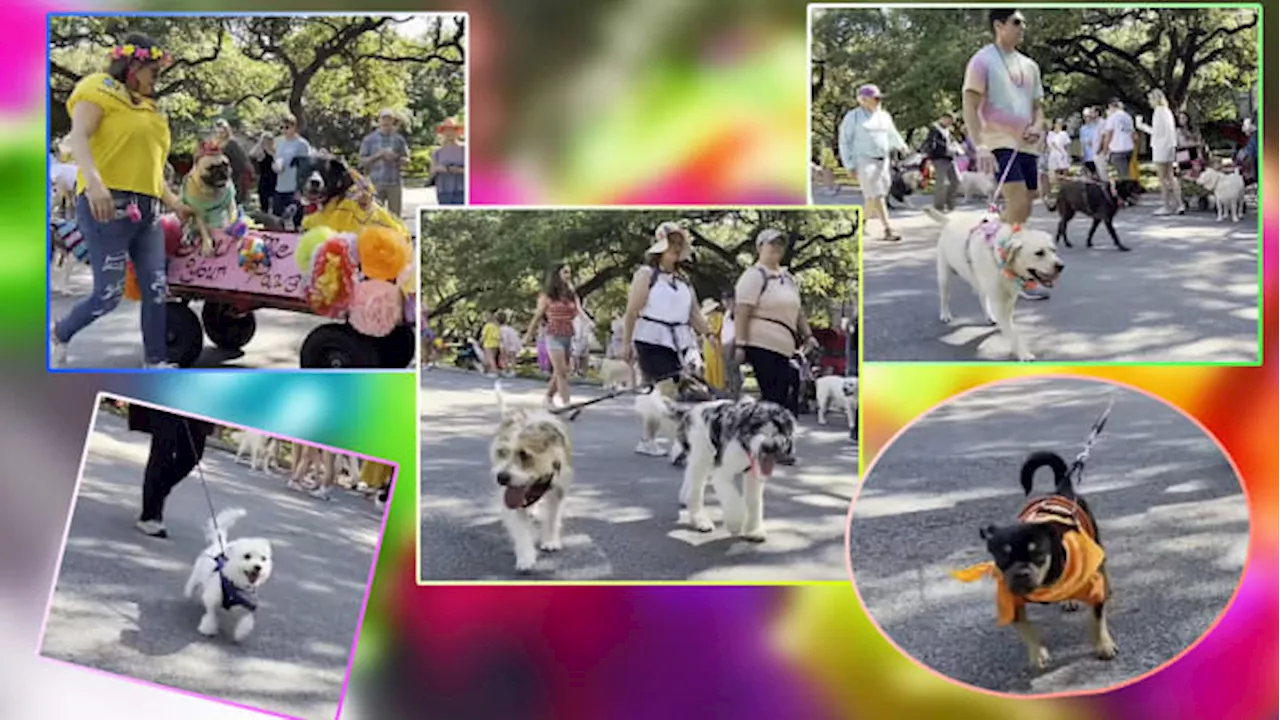 WATCH: Fiesta Pooch Parade 2024