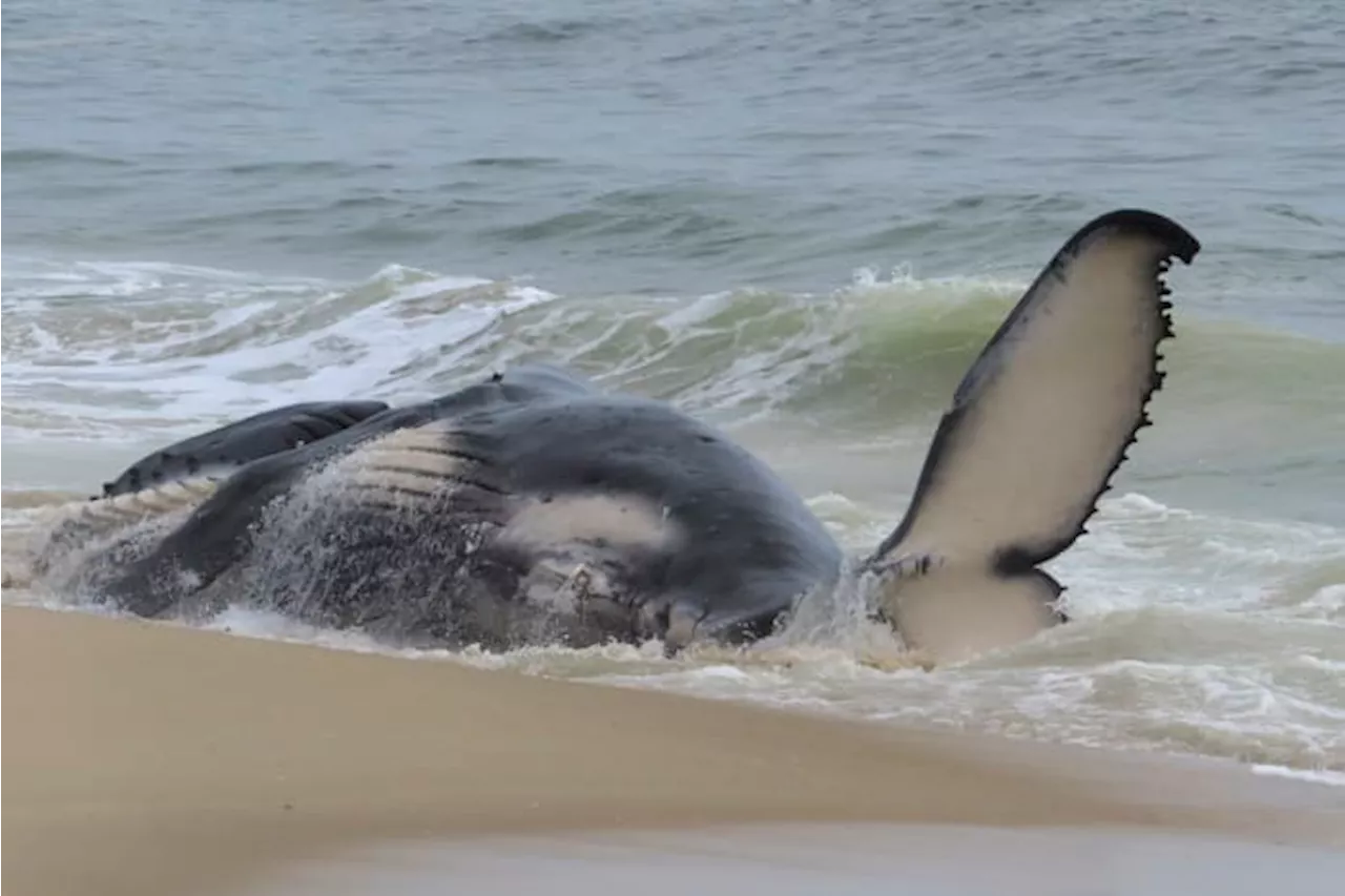 Whale Found Dead with Blunt Force Injuries on New Jersey Beach