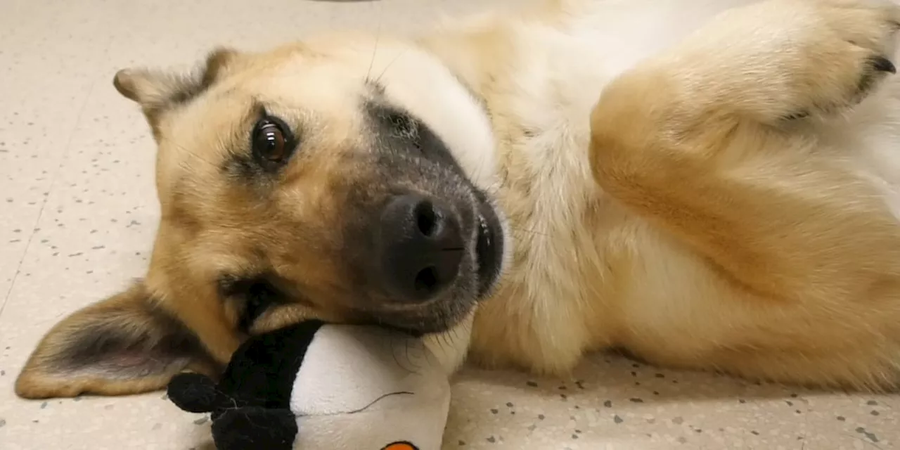 Cleo: A Calm and Sweet German Shepherd and Alaskan Husky Mix Looking for a Home