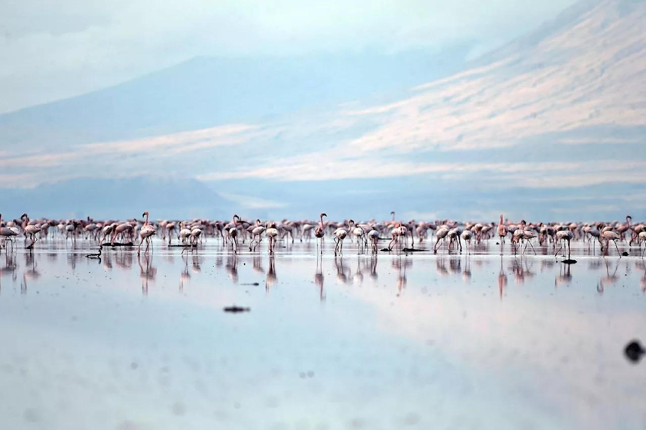 L'avenir des flamants roses d'Afrique menacé par la montée des eaux, alerte une étude