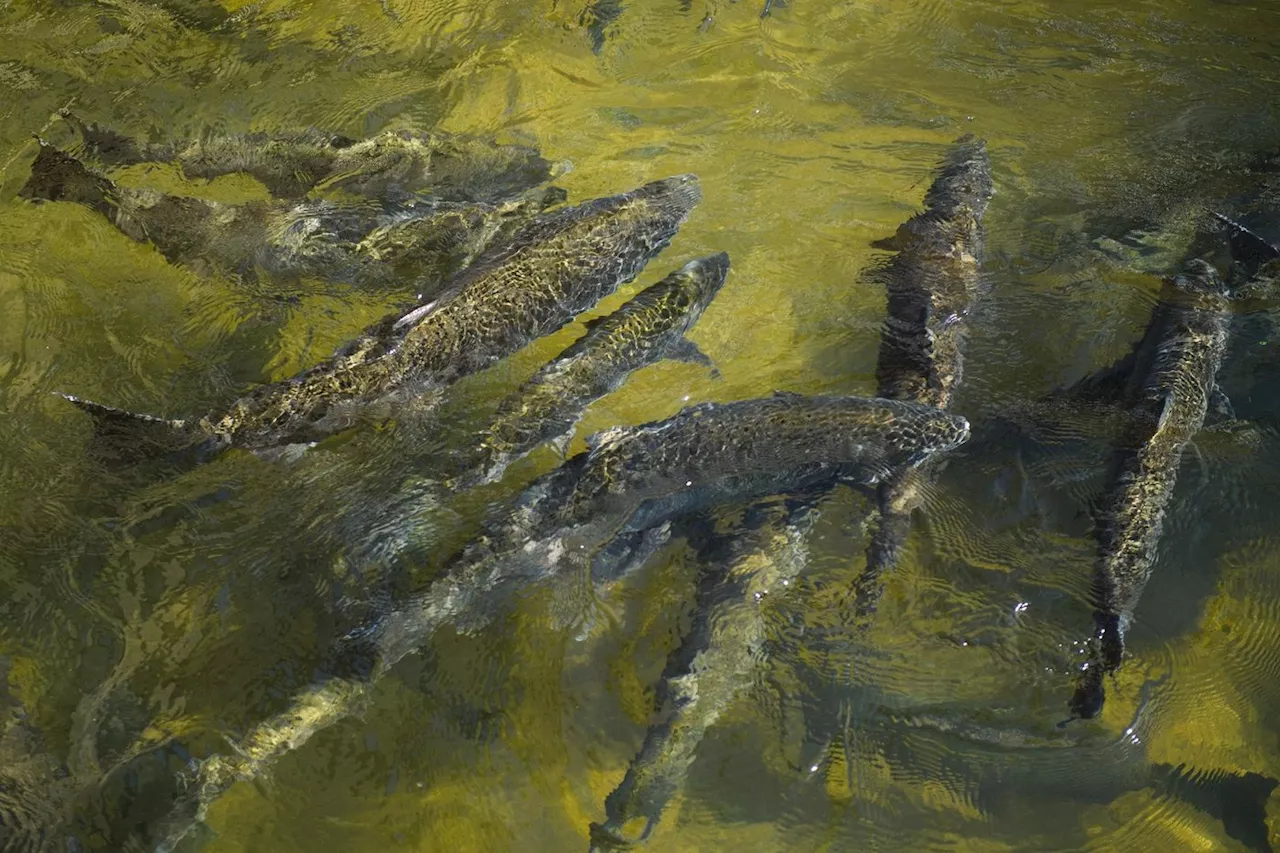 La pêche au saumon interdite pour la deuxième année consécutive en Californie