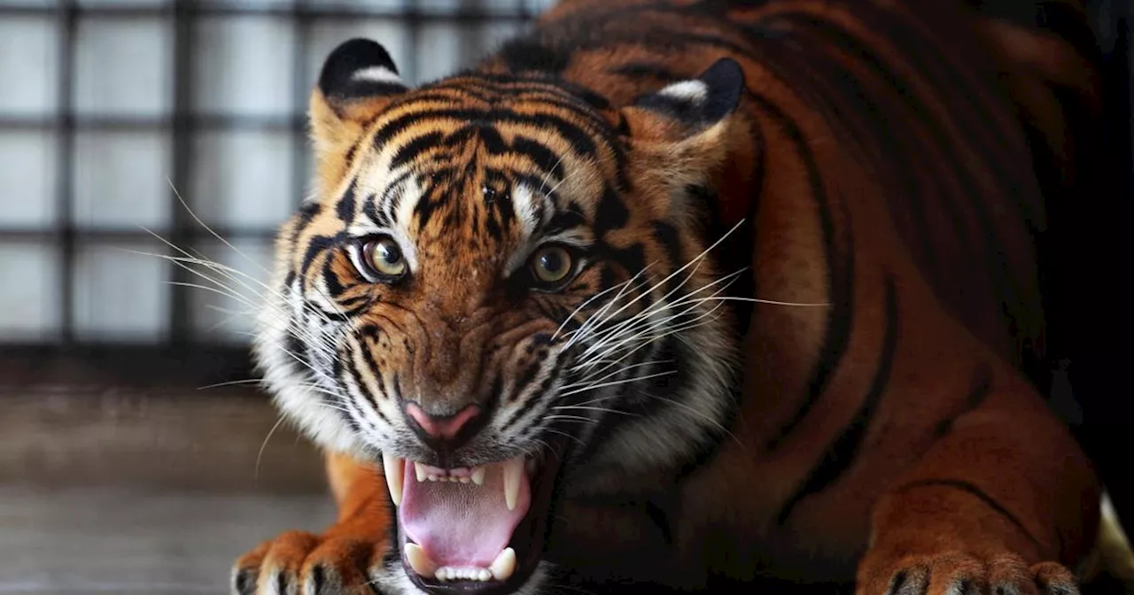 Amiens : deux tigres de Sumatra, espèce en danger, naissent en captivité