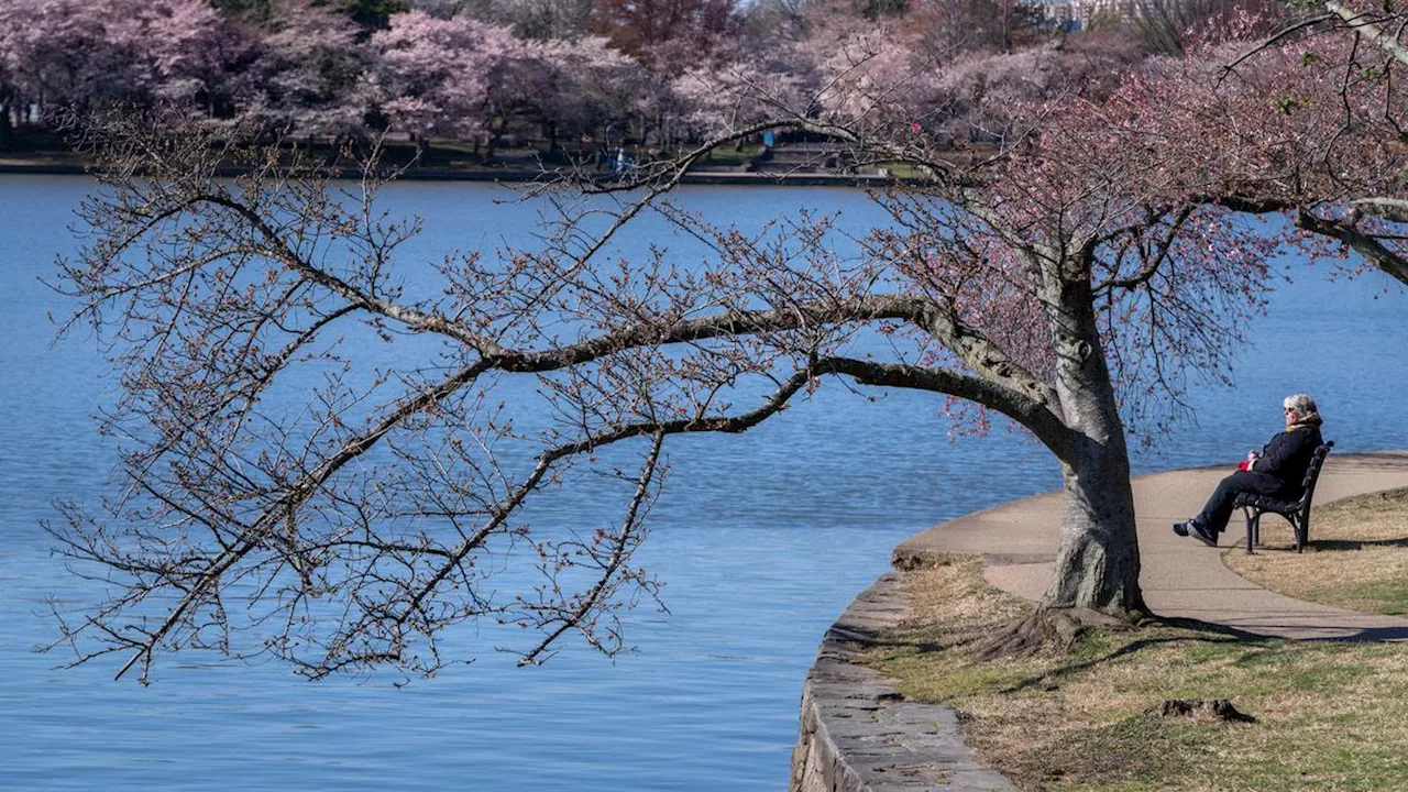 Jepang Janjikan 250 Pohon Sakura Sebagai Hadiah HUT 250 Tahun Kemerdekaan AS