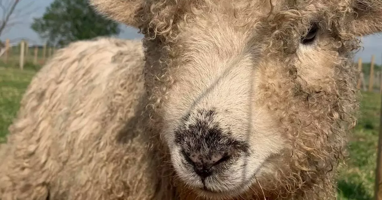 Farm on Lancashire border costs £5 for five people and includes free hot drink