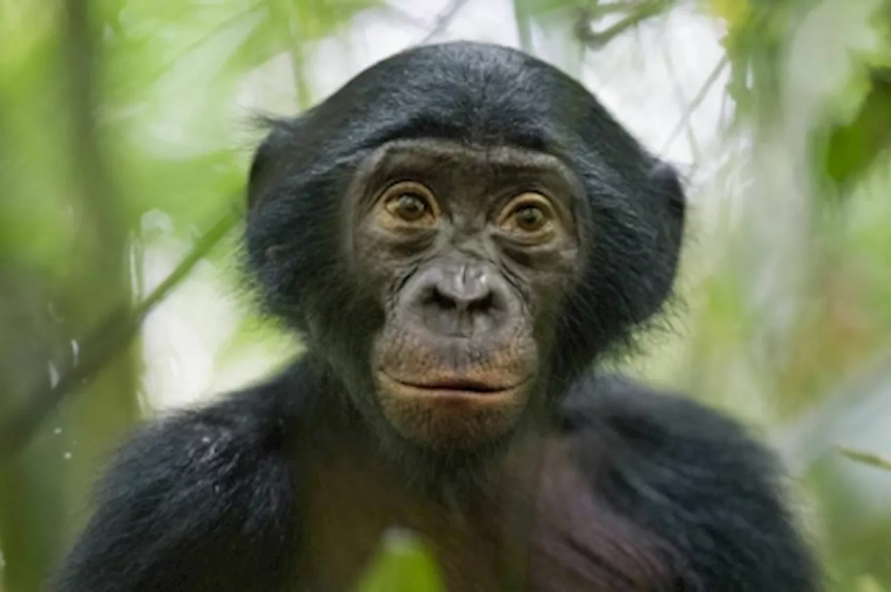 Bonobos: Not as Peaceful as We Thought