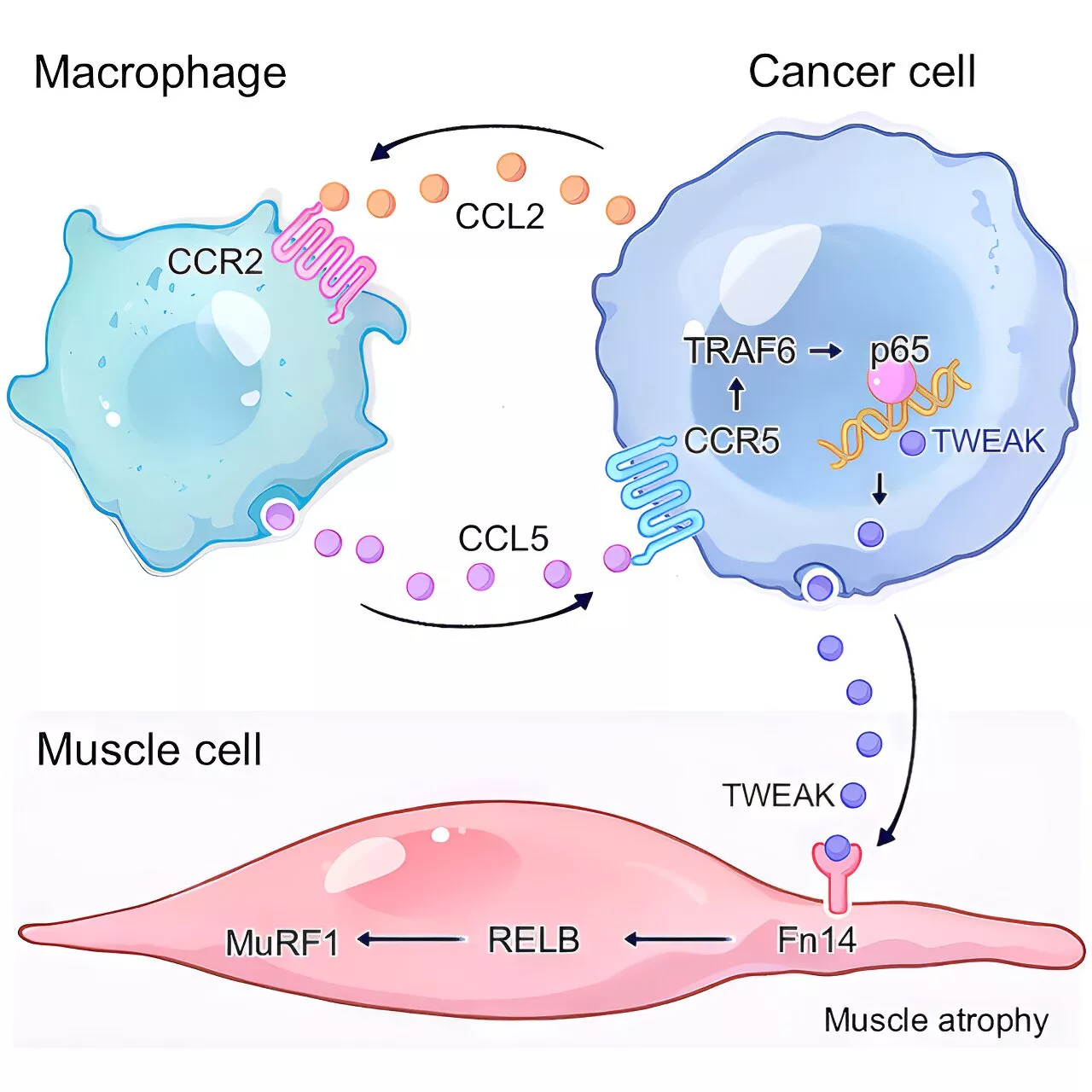 Researchers discover cell 'crosstalk' that triggers cancer cachexia