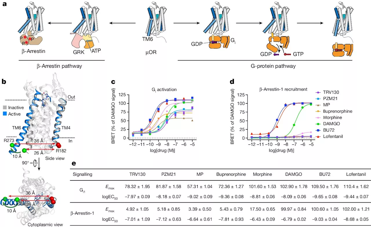 Researchers shed light on the molecular causes of different functions of opioid receptors