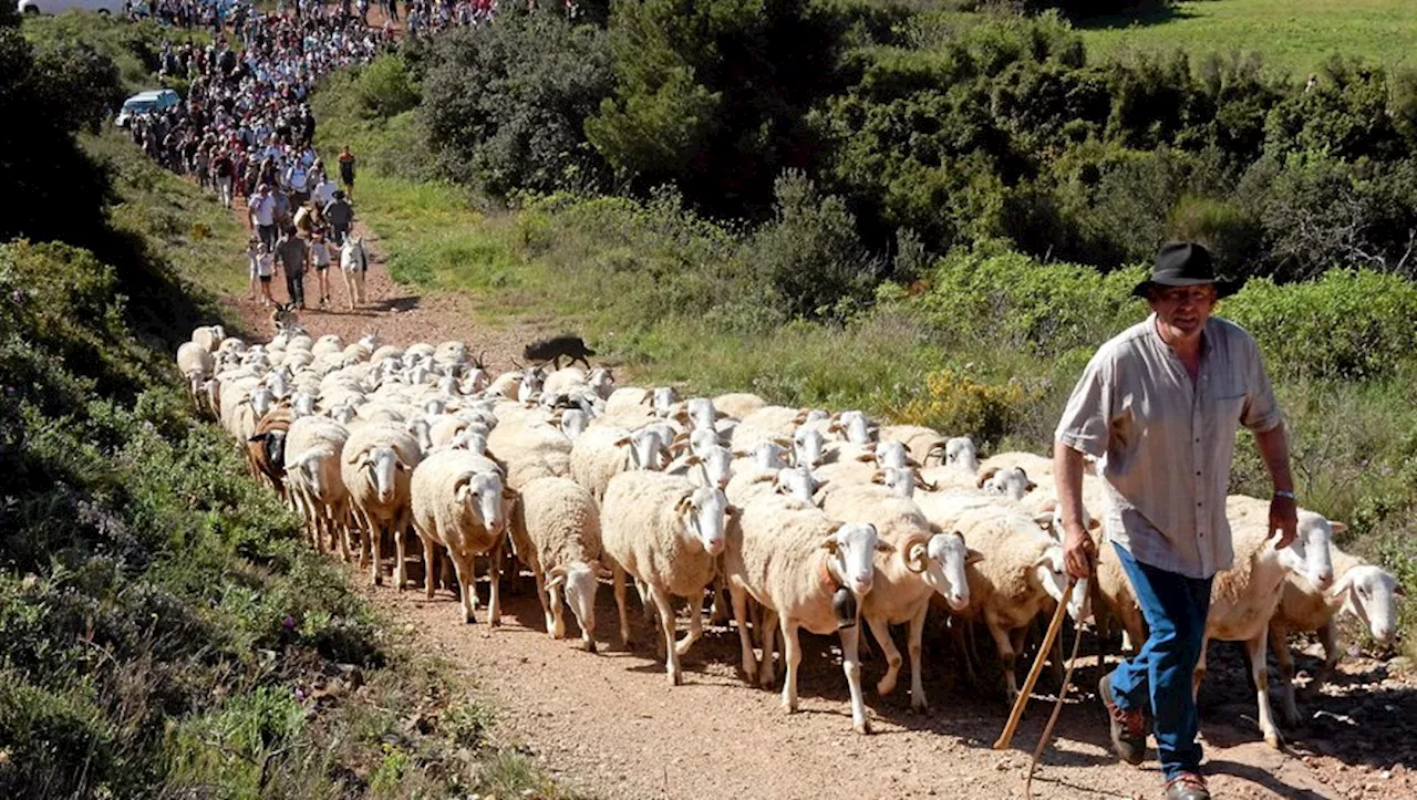 Un berger perpétue la tradition de la transhumance dans la campagne de Mèze