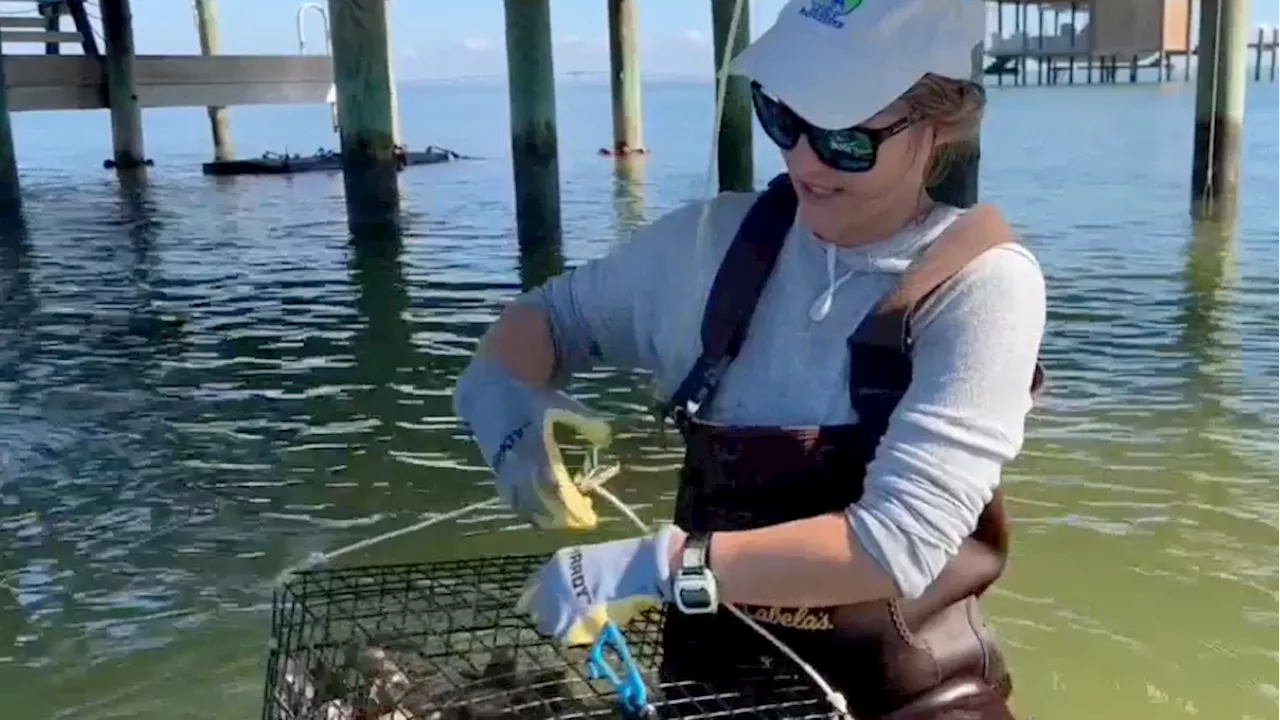 Mobile Baykeeper Partners with Auburn University for Oyster Garden Program