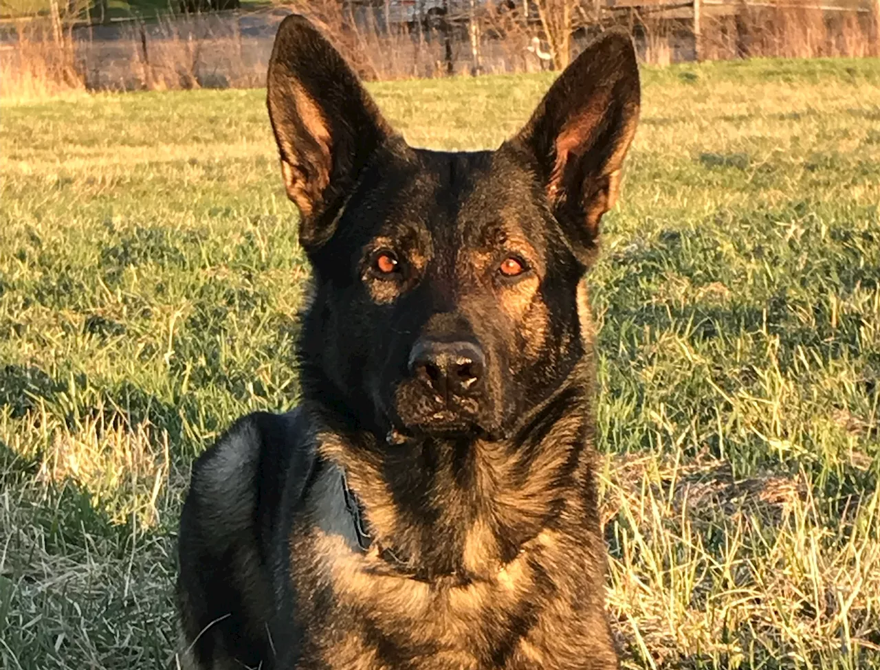 Beloved K9 Officer Dax Passes Away After Long and Successful Career