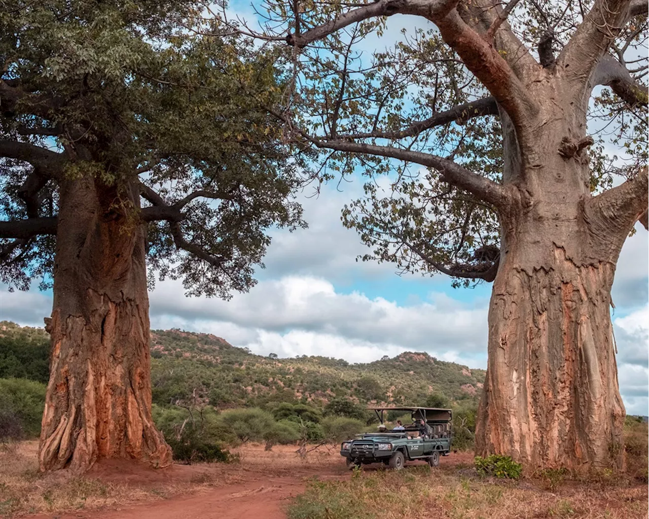 Exploring the history, ancient baobabs, and vast birdlife of Kruger’s fabled Pafuri region