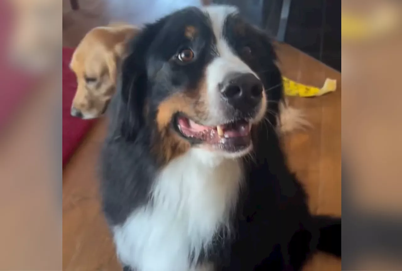 Gentle Giant Dog Turns Into 'Bear' to Protect Golden Retriever From Coyote