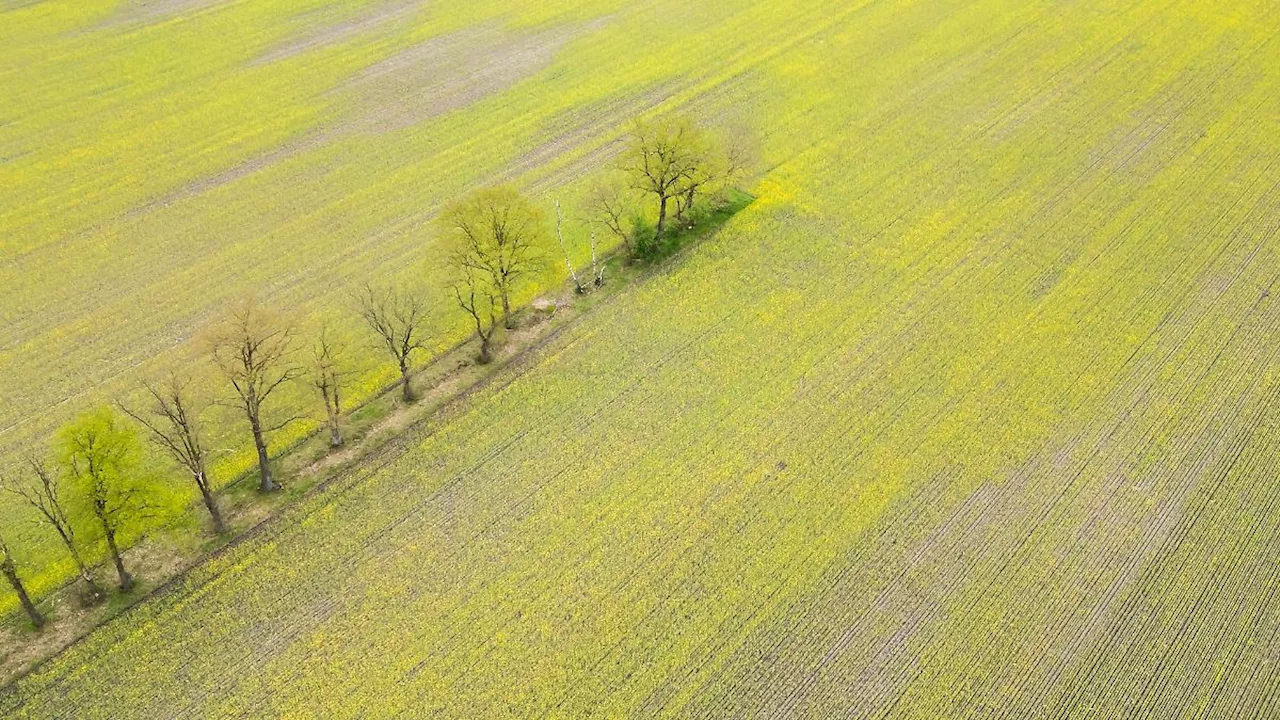 Niedersachsen & Bremen: Raps blüht ungewöhnlich früh in Niedersachsen