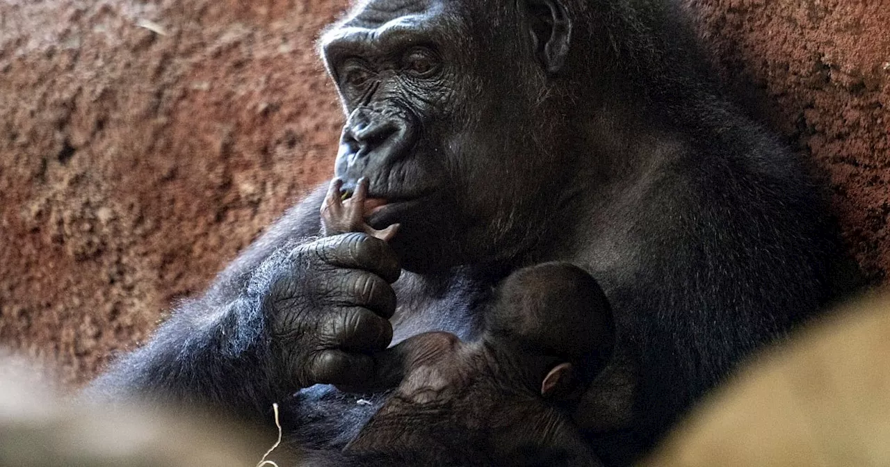 Erneut Gorilla-Baby im Prager Zoo geboren