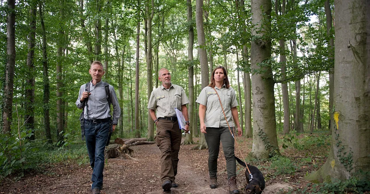 Herford kann Wälder, die stabil im Klimawandel sind, derzeit nicht anpflanzen