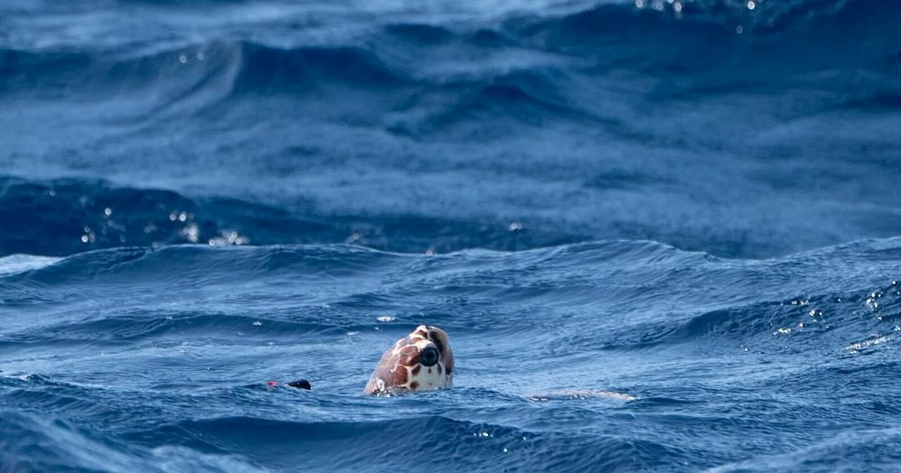 Viele Schildkrötenbabys im westlichen Mittelmeer