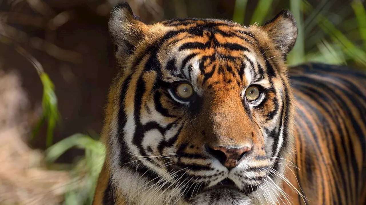 Deux naissances dans la famille des tigres de Sumatra, au zoo d’Amiens