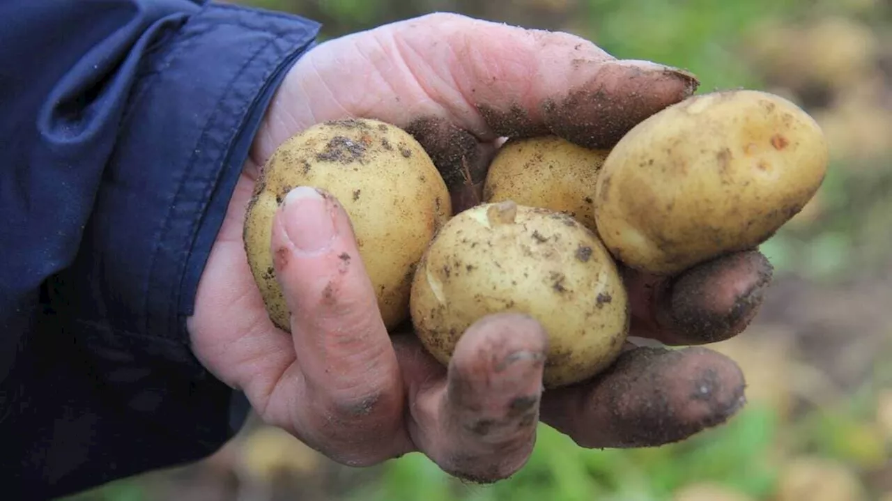 Voici sept variétés de pommes de terre et nos conseils pour les cultiver