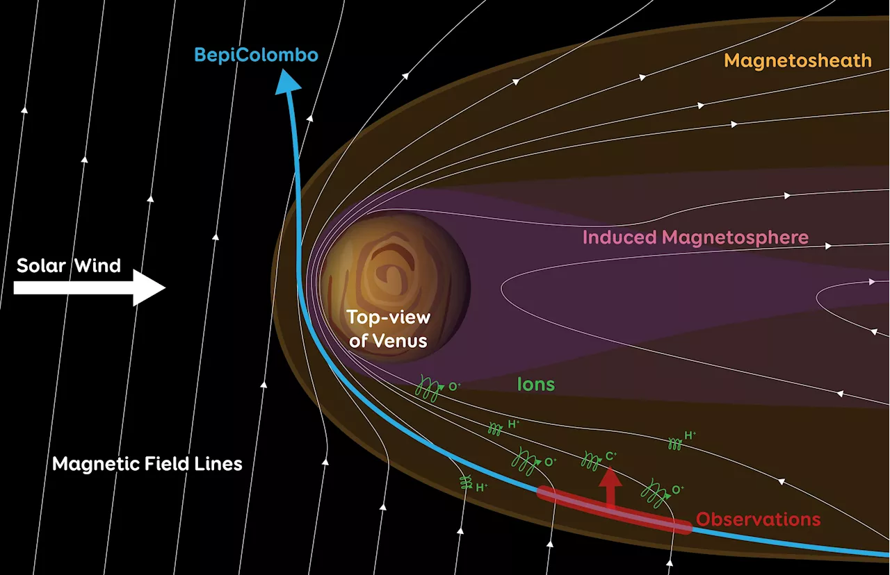 BepiColombo detects escaping oxygen and carbon in unexplored region of Venus's magnetosphere