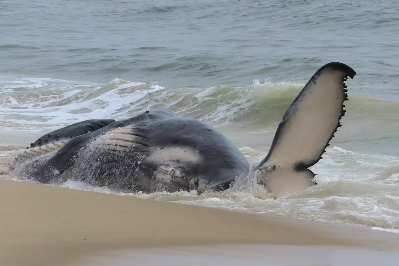 Dead whale in New Jersey had a fractured skull among numerous injuries, experts find