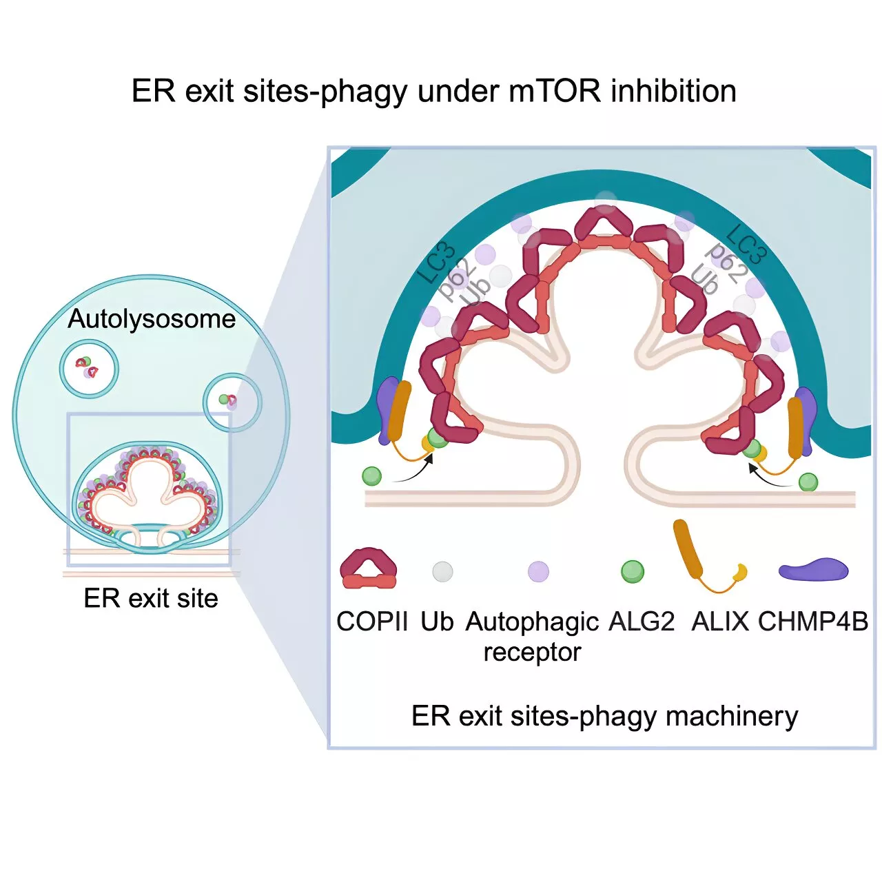 New study details how starving cells hijack protein transport stations