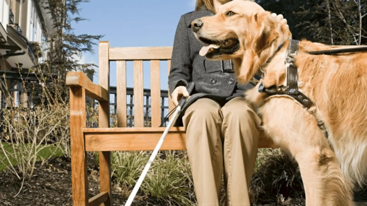 Saiba como é feito o treinamento de um cão-guia