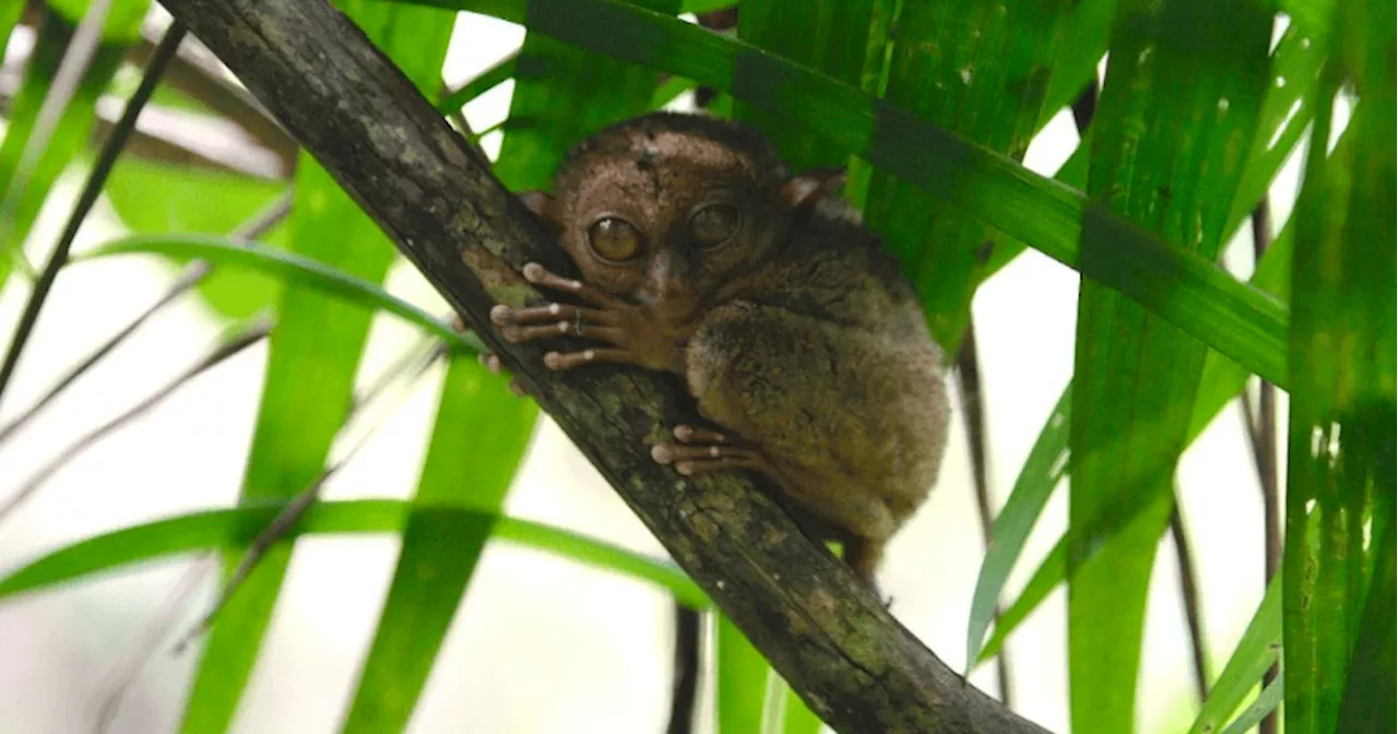 DENR files criminal case vs vlogger, companion for ‘maltreatment’ of tarsiers