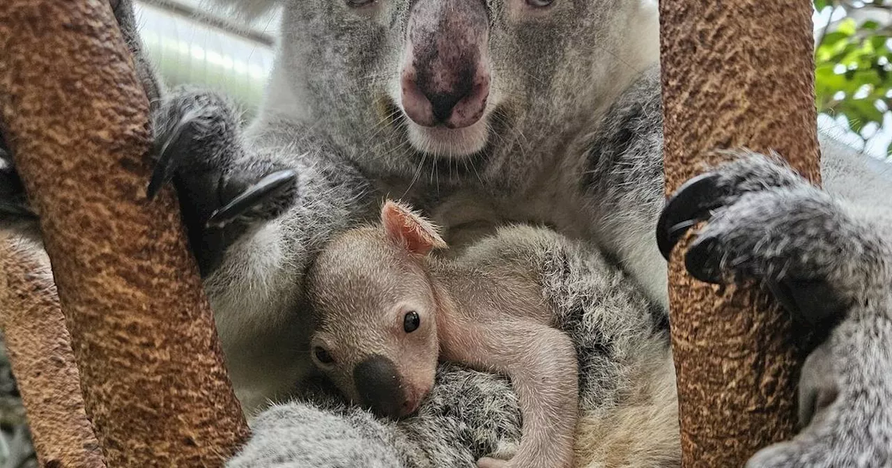 Zoo Duisburg: Kleiner Koala blinzelt aus dem Beutel