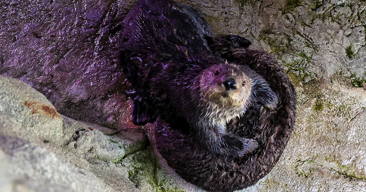 Stranded sea otter pups paired with surrogate moms at California aquarium