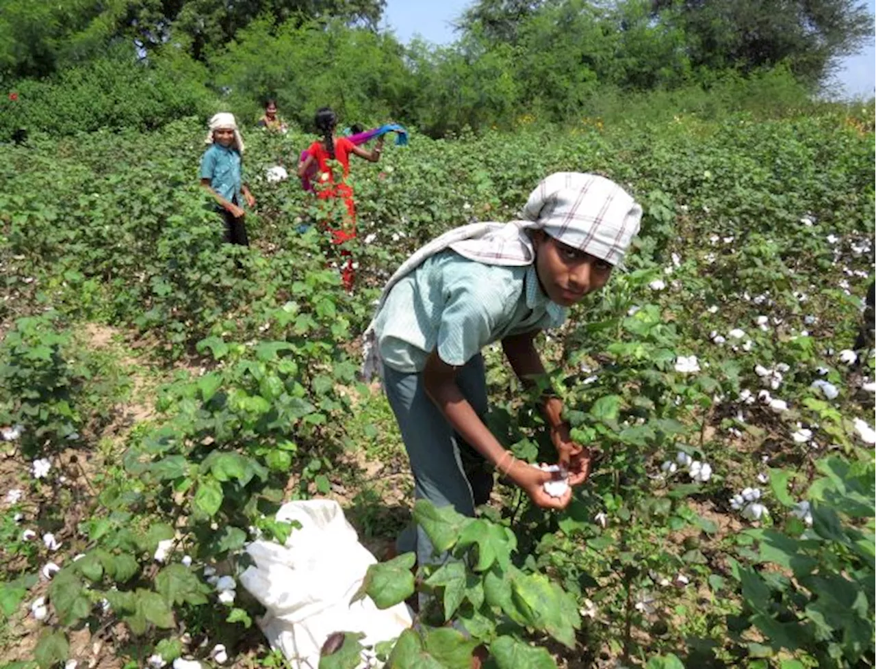 What Problems Does Organic Cotton Solve?