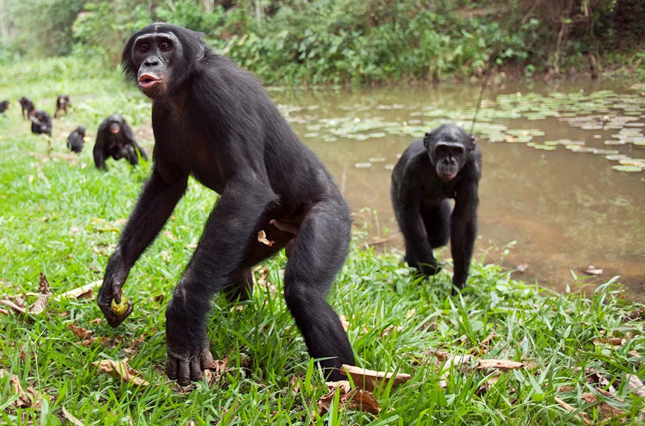 Bonobos, the ‘hippie chimps,’ might not be so mellow after all