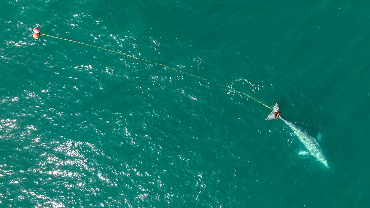 Rescue mission launched to save whale entangled in fishing net near San Francisco