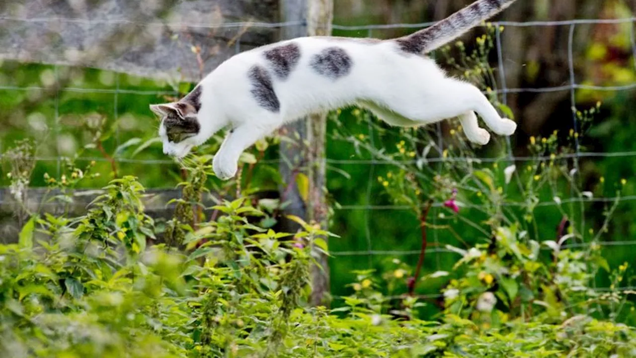 Frei laufende Katzen: Streit um Kastrationspflicht: Ministerium setzt auf Vereine