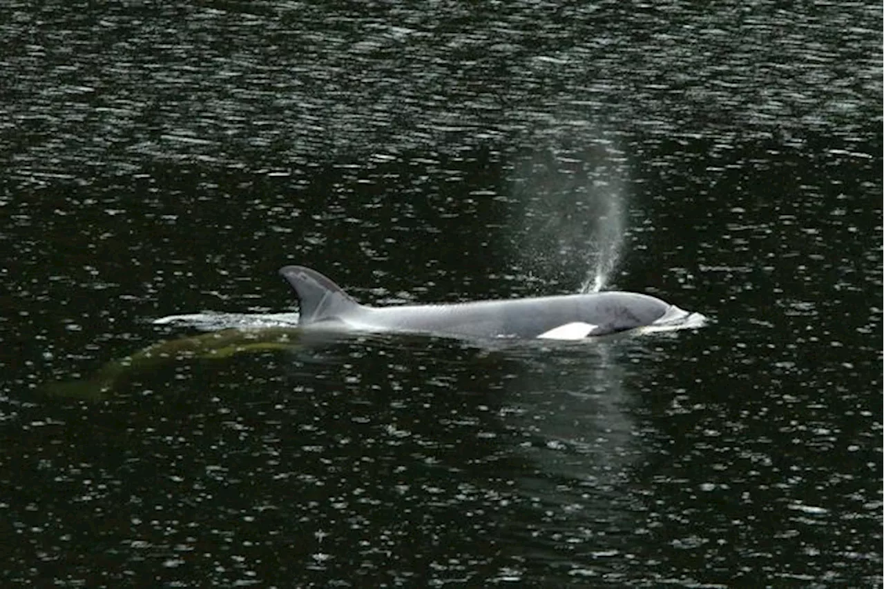 Rescue Attempt Underway to Save Stranded Killer Whale Calf in B.C.