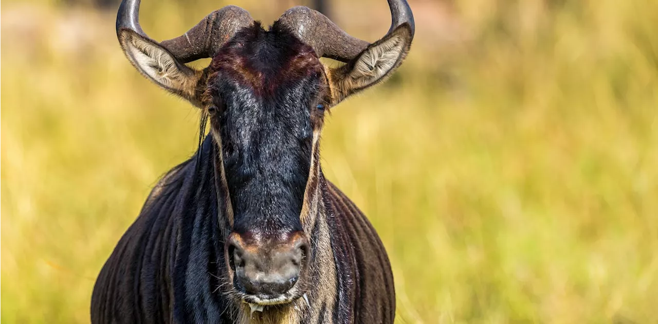 The Disruption of Wildebeest Migration Routes