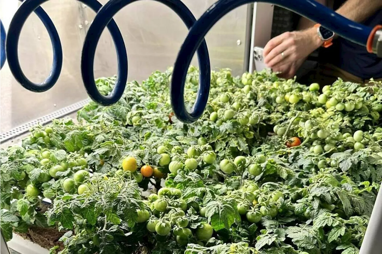B.C. strawberries invade space thanks to NASA food challenge win