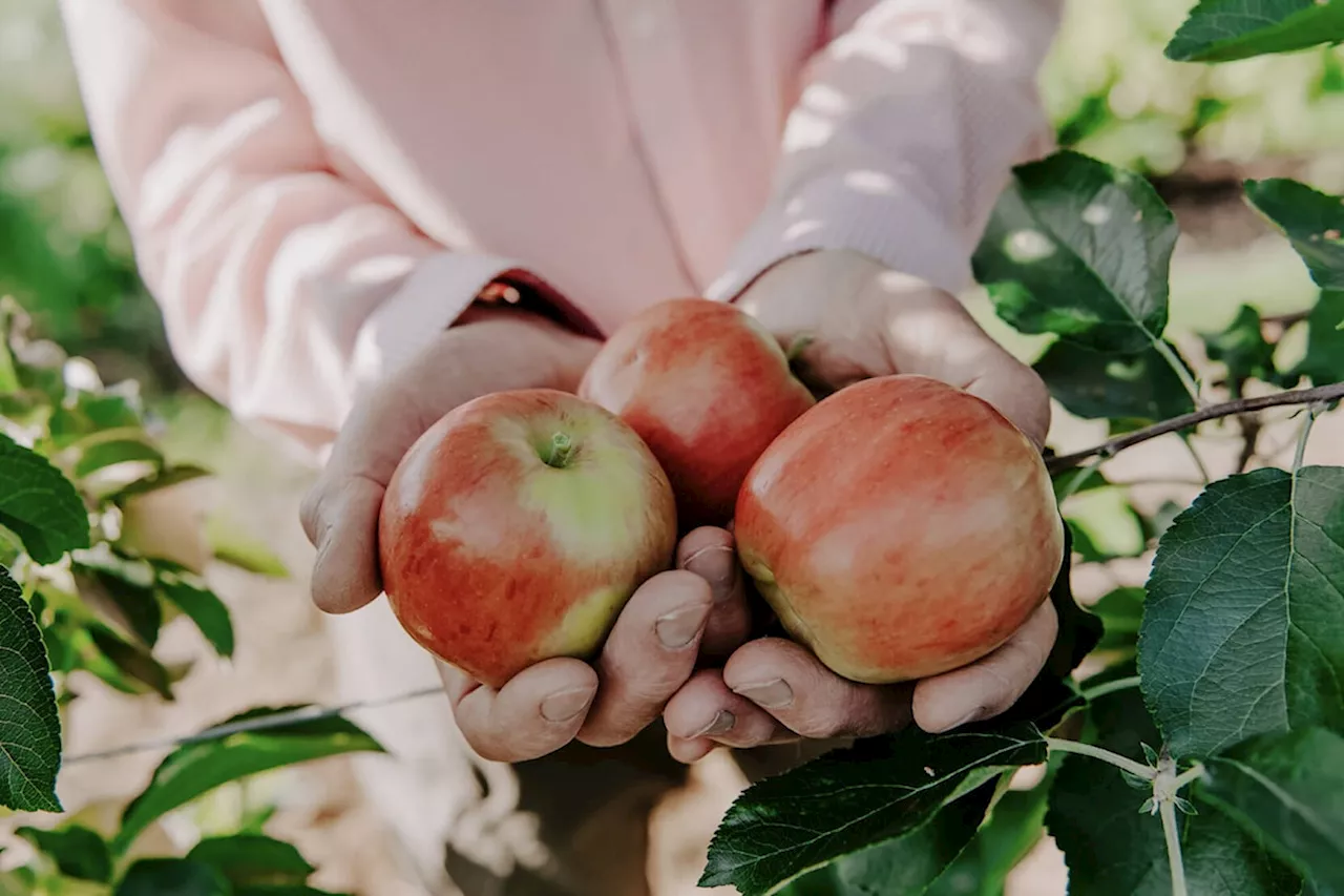 Non-browning apple developed in Summerland receives Health Canada approval