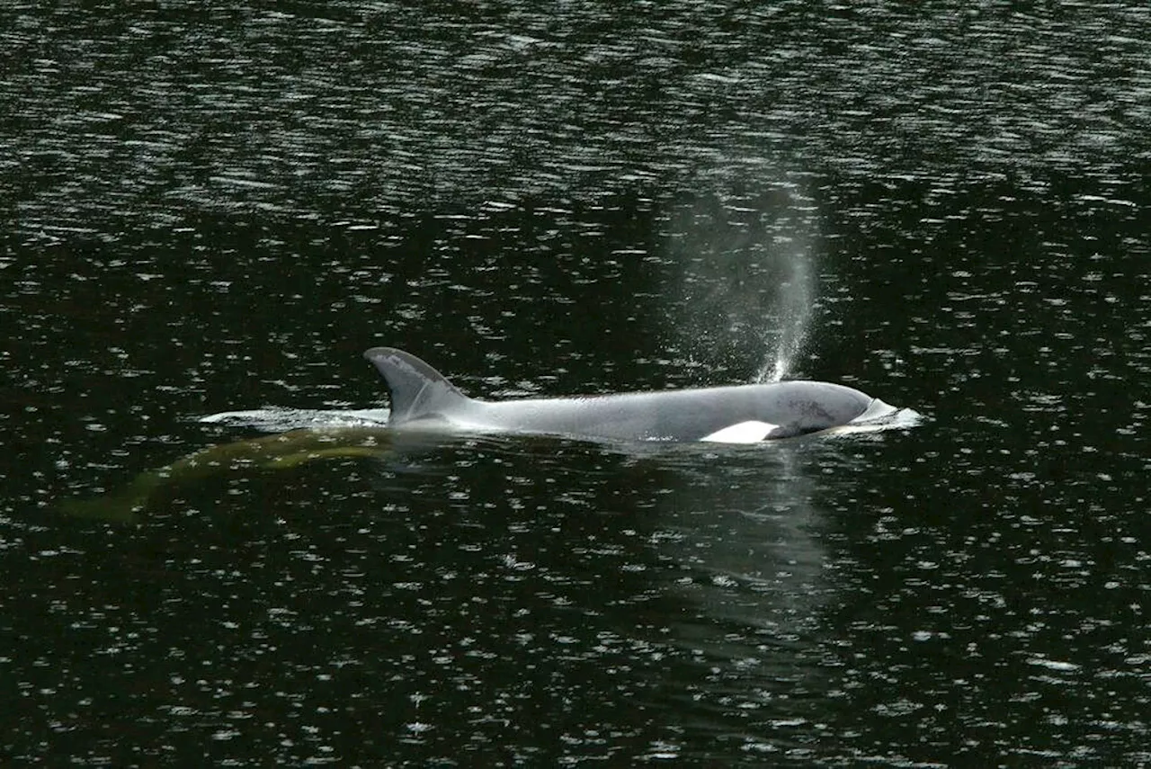 Orphaned orca: Rescue attempt begins at remote B.C. lagoon