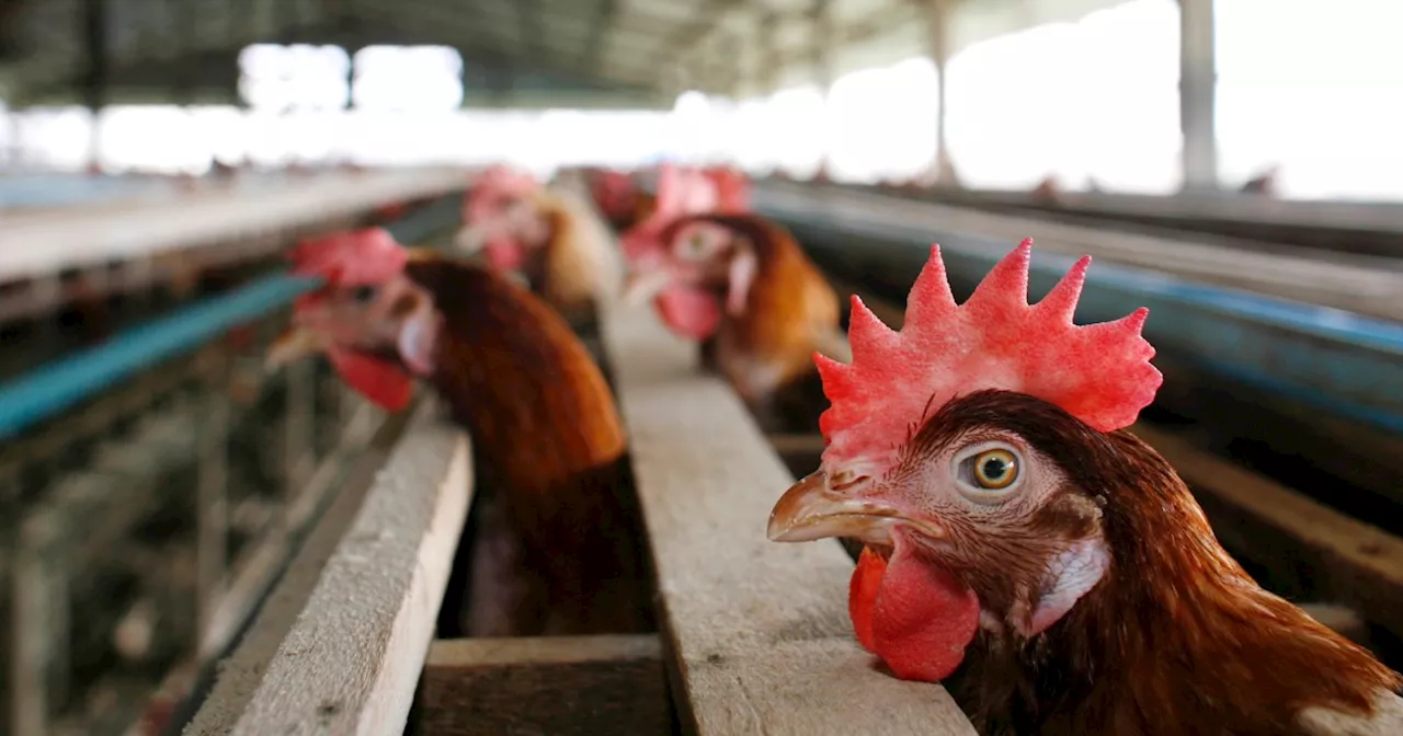 Bird Flu, aka Avian Flu, 2024: What To Know About US Outbreak