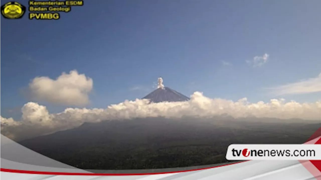 Kembali Erupsi, Gunung Semeru Semburkan Abu Tebal Setinggi 800 Meter