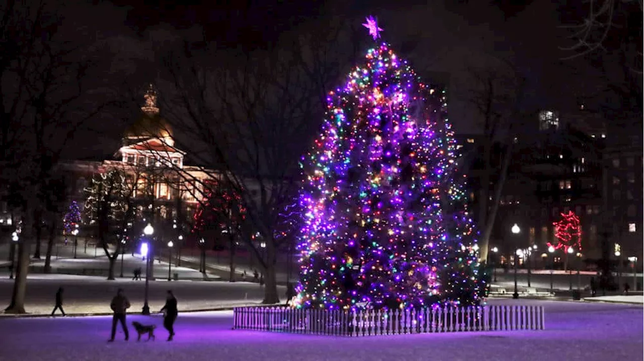 Why Boston gets a Christmas tree from Nova Scotia every year