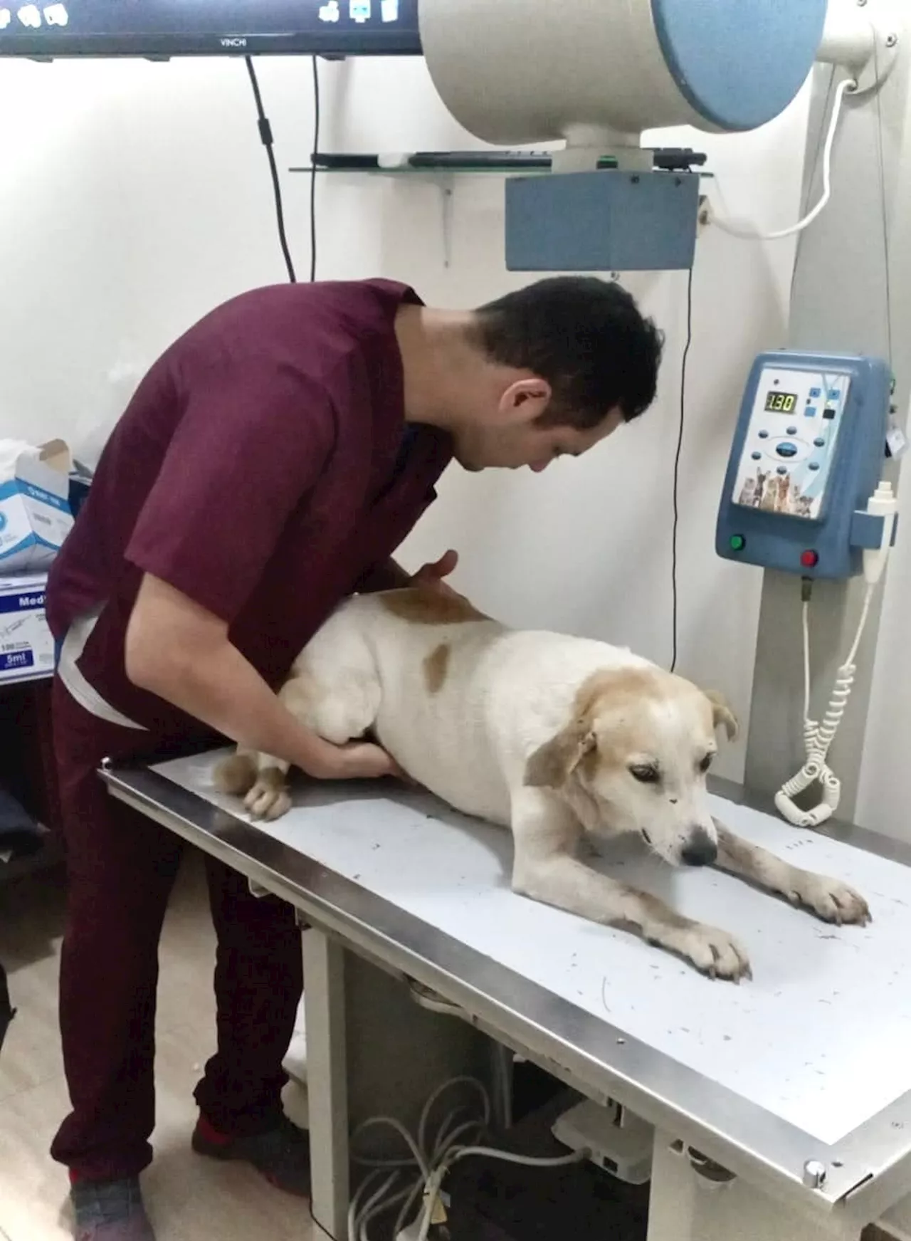 Ataque con explosivos AETCR en Guaviare: dos soldados heridos y un perro herido