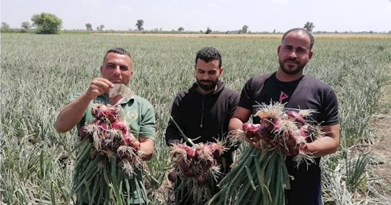 البصل بـ 5 جنيهات مع بداية موسم الحصاد فى الأراضى الزراعية بالدقهلية.. فيديو